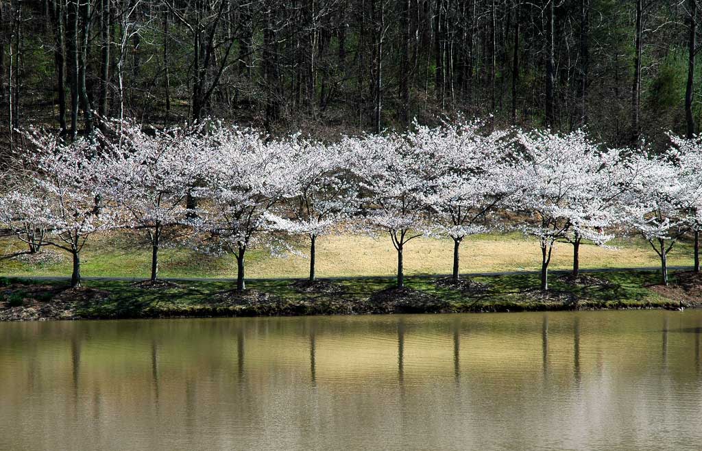 Cherry Trees in Vienna, VA, USA